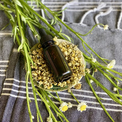 Calming Chamomile: Concentrated Chamomile Extract
